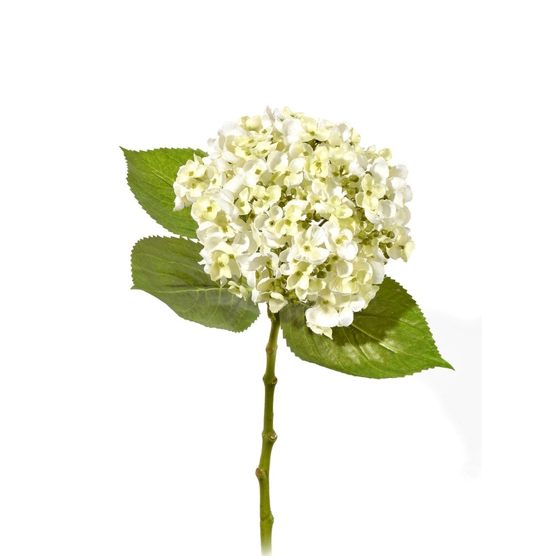 White Hydrangea Flower