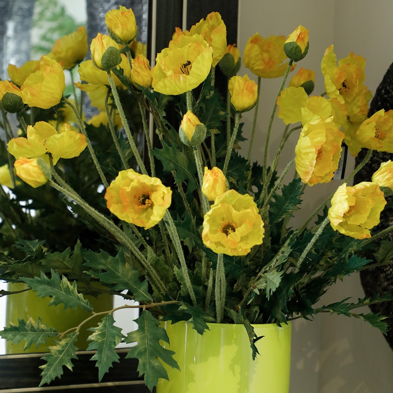Izlanda Hashas Light Yellow Flowers