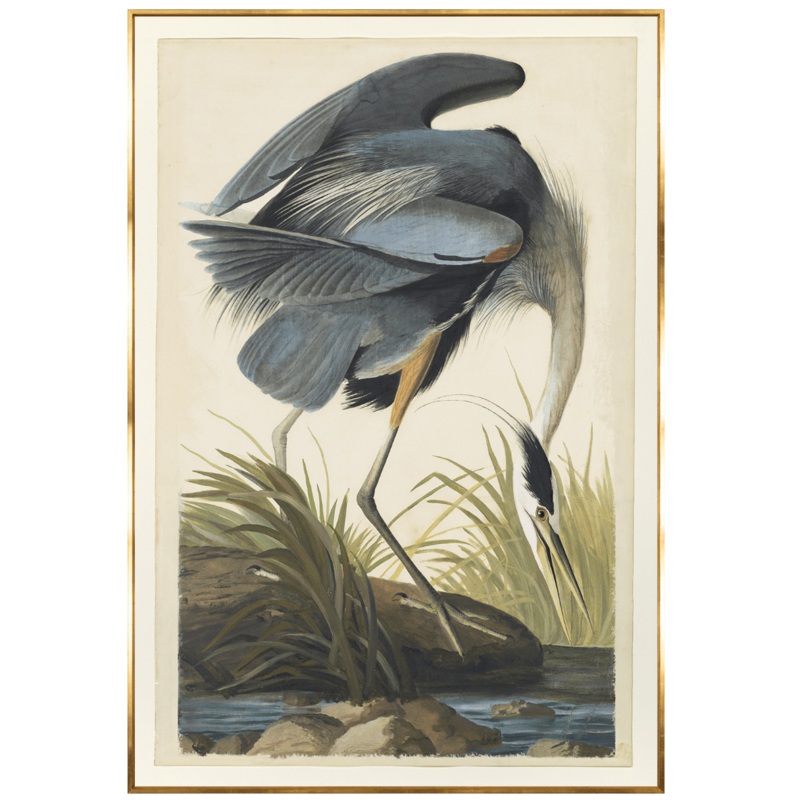 Blue Heron