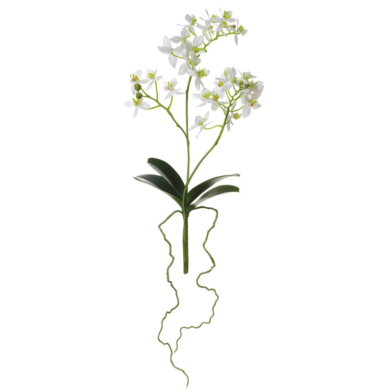 14″ Mini Phalaenopsis Plant