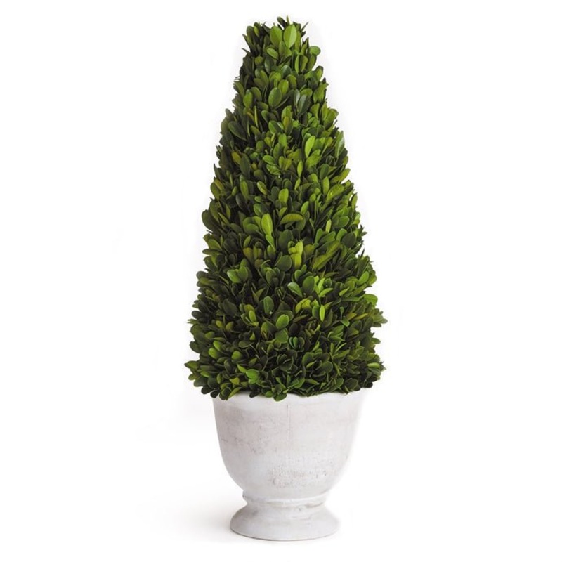 Boxwood Cone Topiary Tree