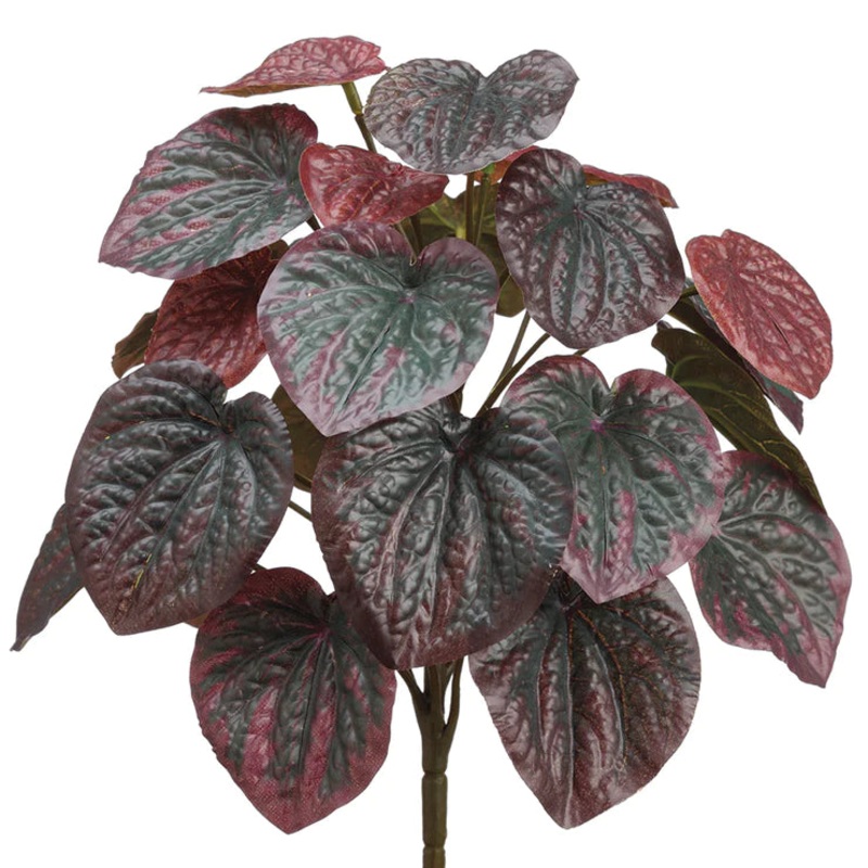 11″ Pepperomia Plant Burgundy