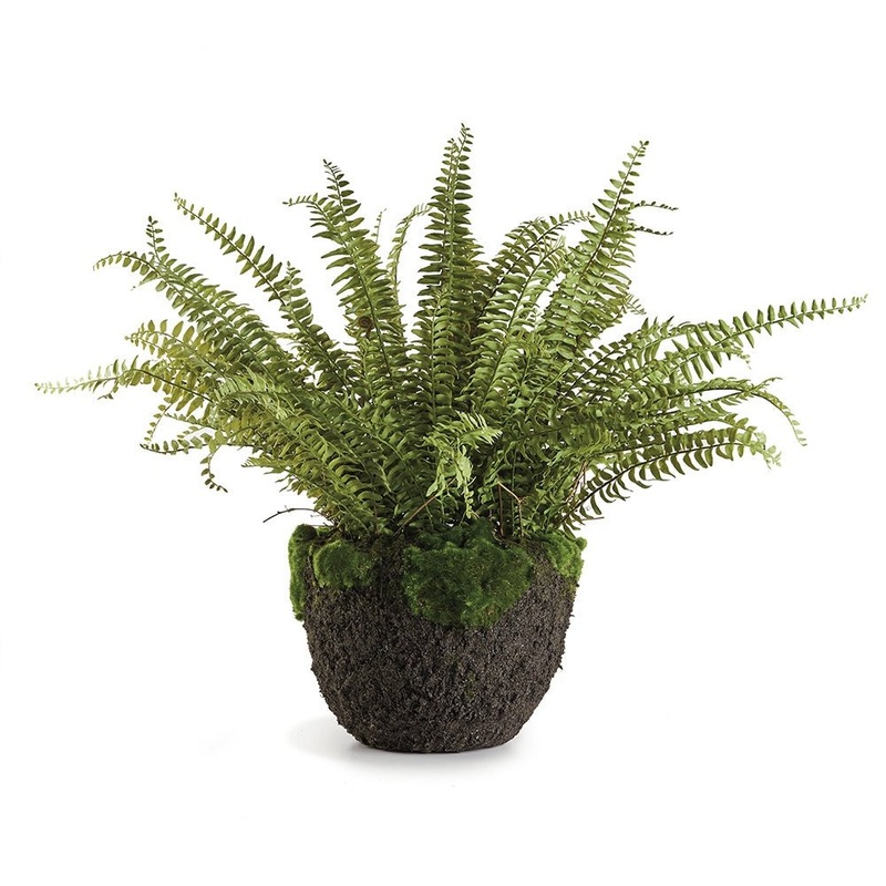 Grand Boston Fern Drop-In 30″