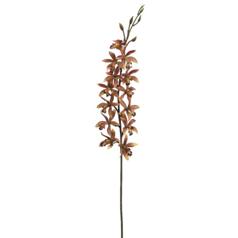 Small Cymbidium Stem
