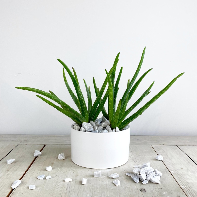Aloe Vera Plant