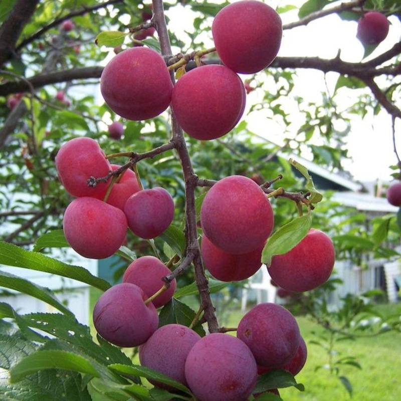 Bubblegum ‘Toka’ Plum Tree