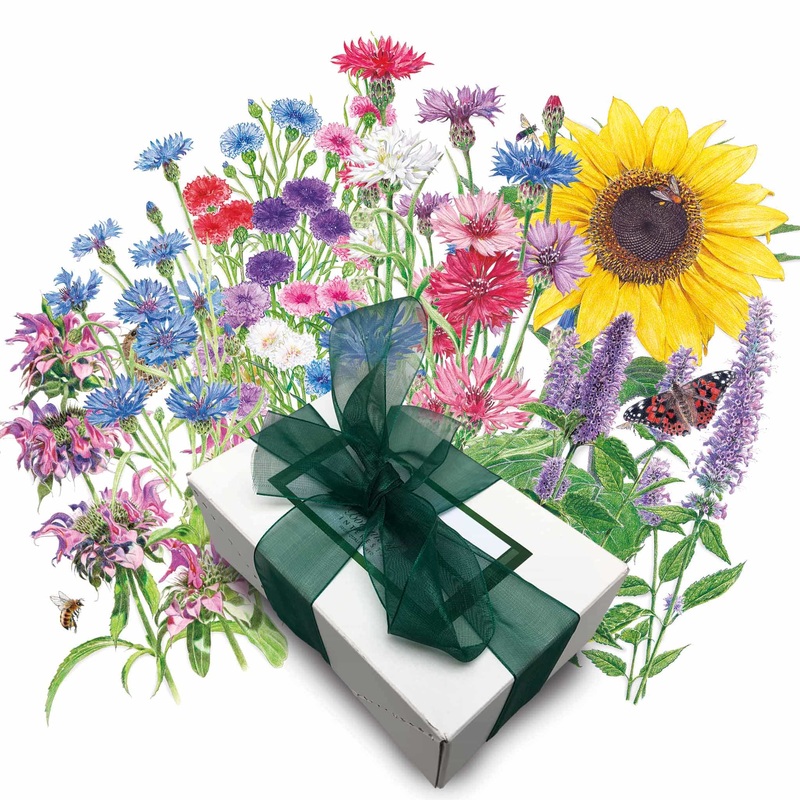 Bee Happy Seed Gift Set