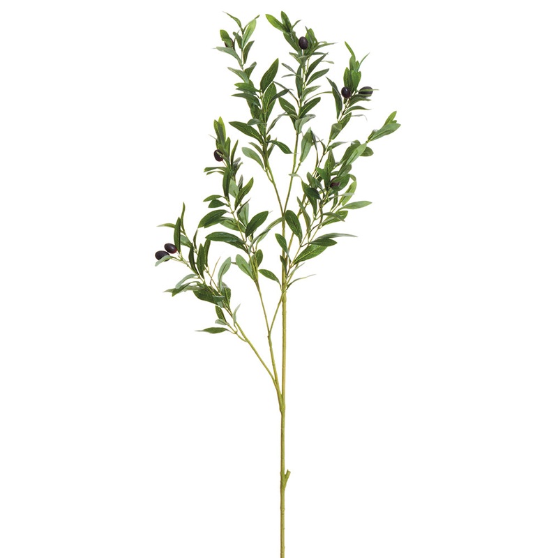 Olive Branch