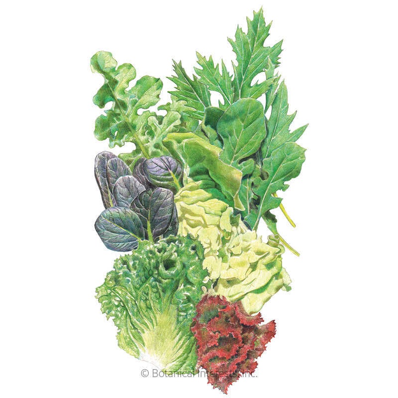 Chef’s Medley Mesclun Lettuce Seeds
