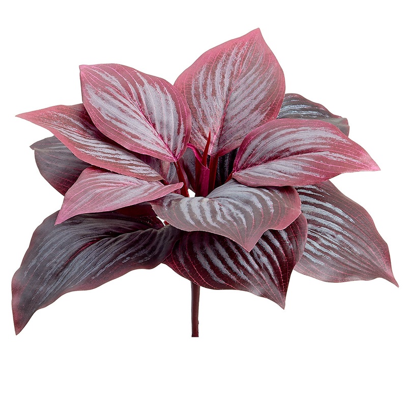 Hosta Leaf Plant – Burgundy