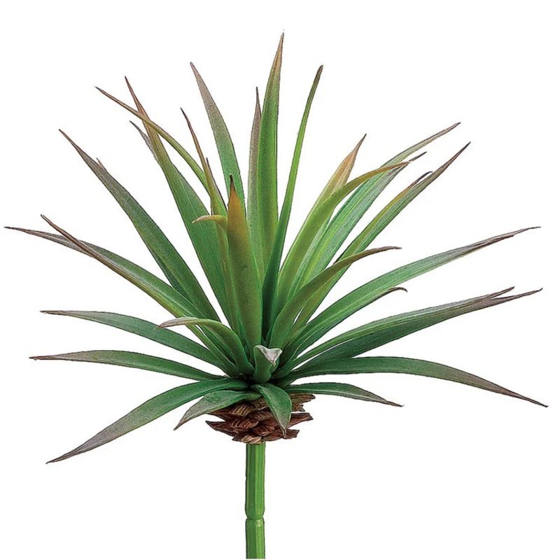 6″ Yucca Plant