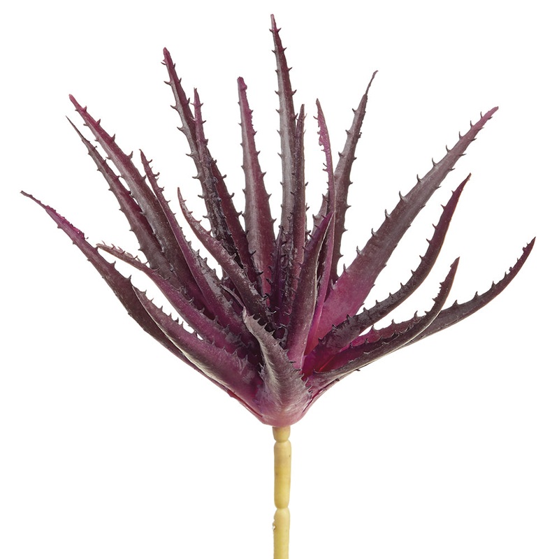 Aloe Plant – Deep Purple