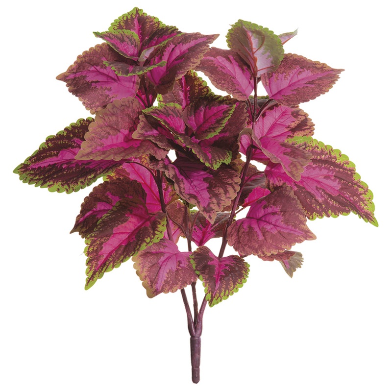 Leaf Coleus